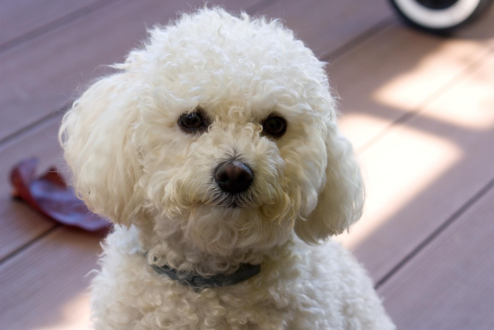Bolognese Dog Breed