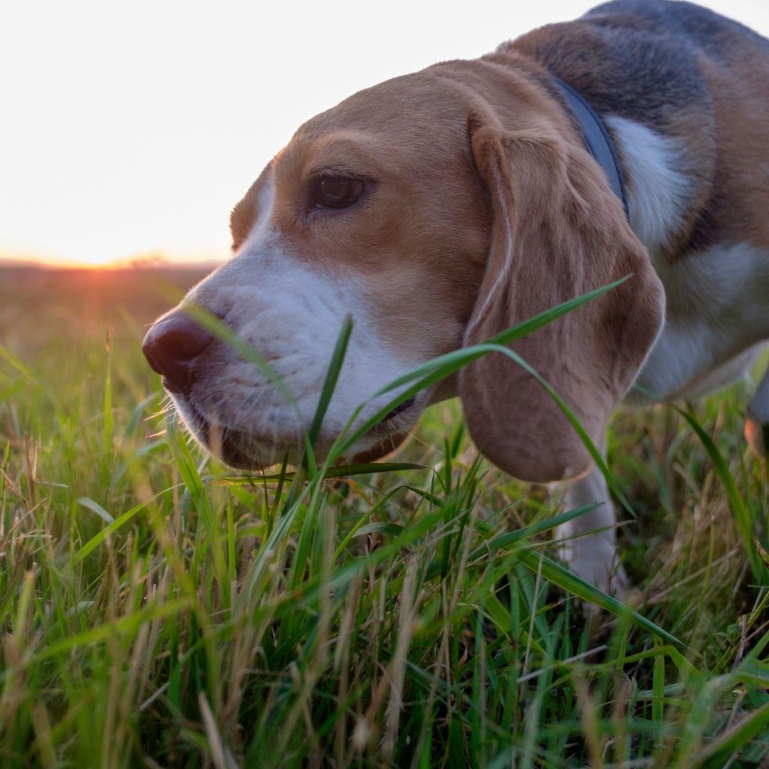 Beagle sniffing grass