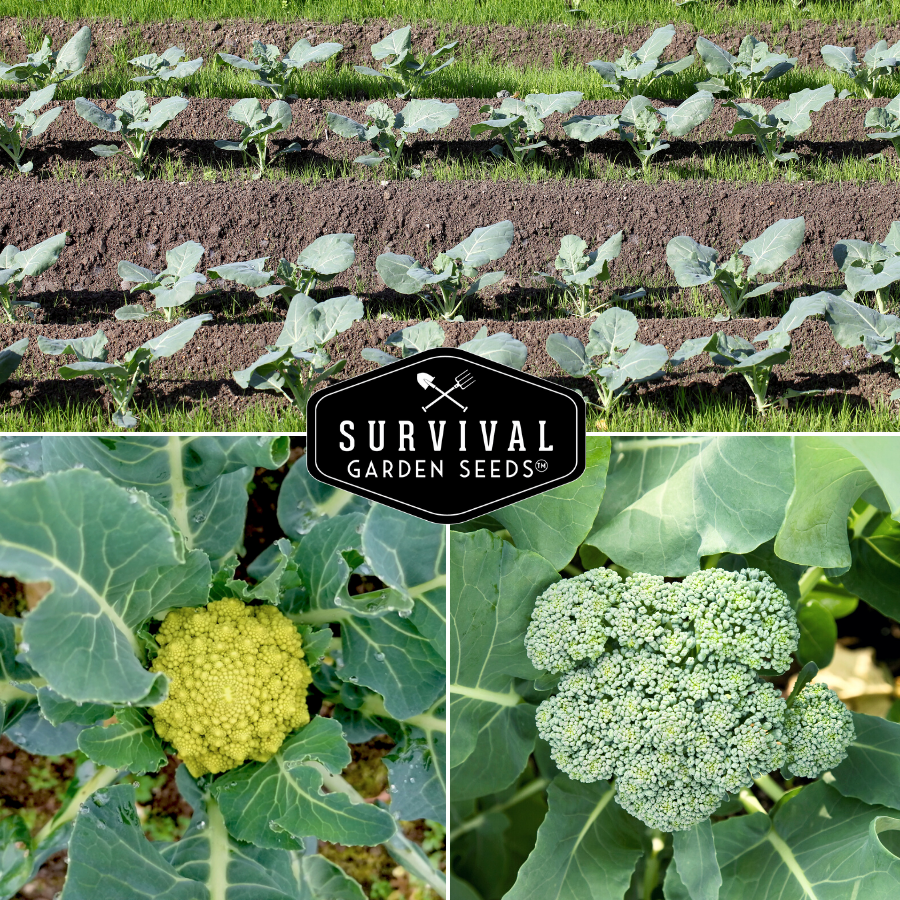 Grow nutritious broccoli