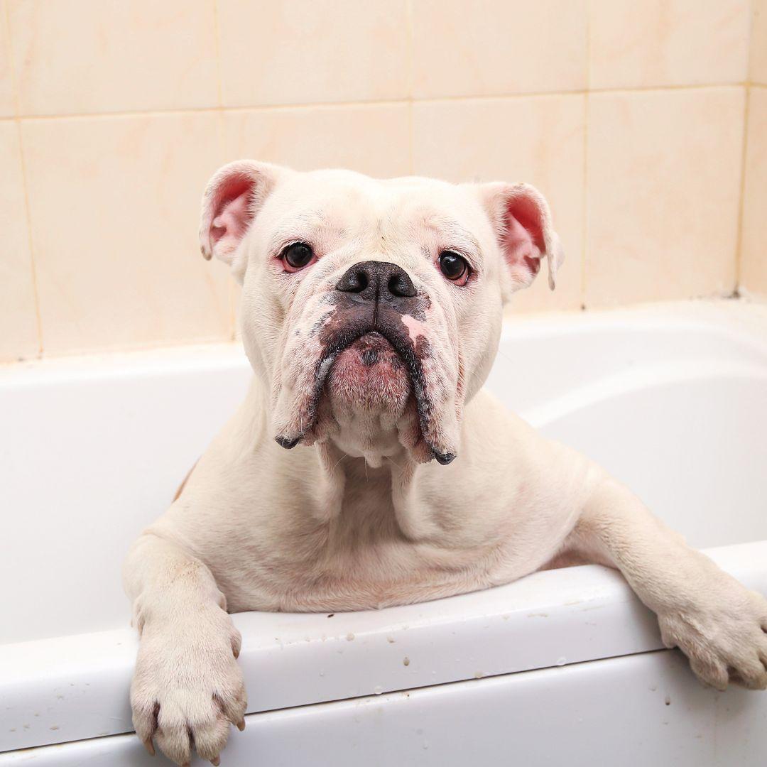 Bulldog in bath rub