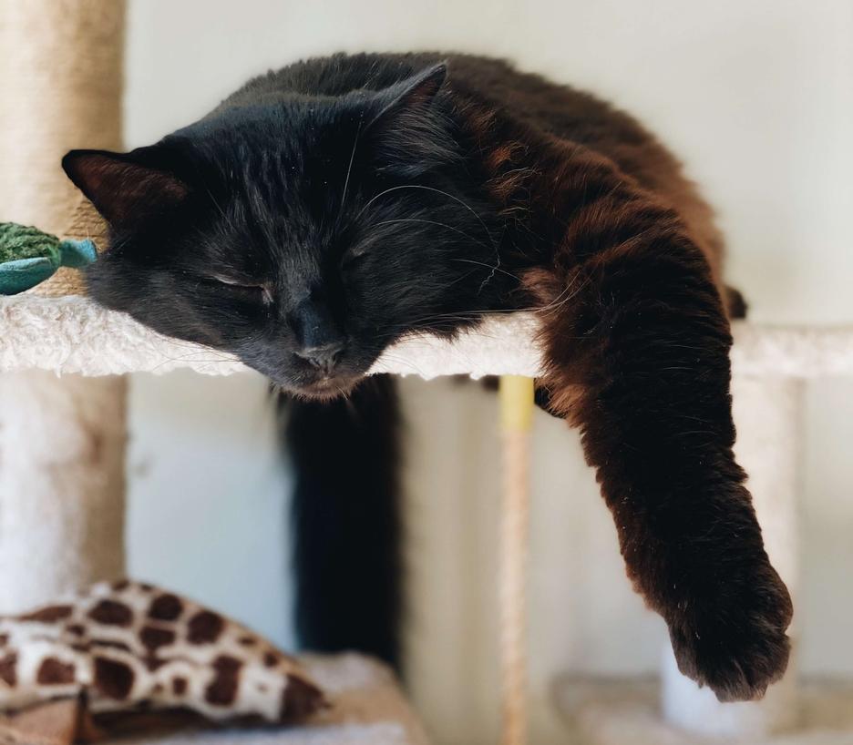 7 Ways to Keep Your Small Dog Out Of The Litter Box Door Buddy