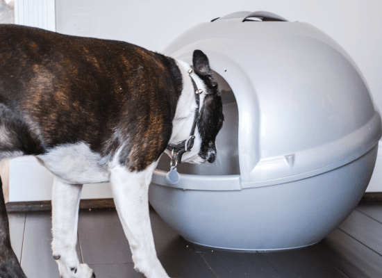 Dog ate shop cat litter