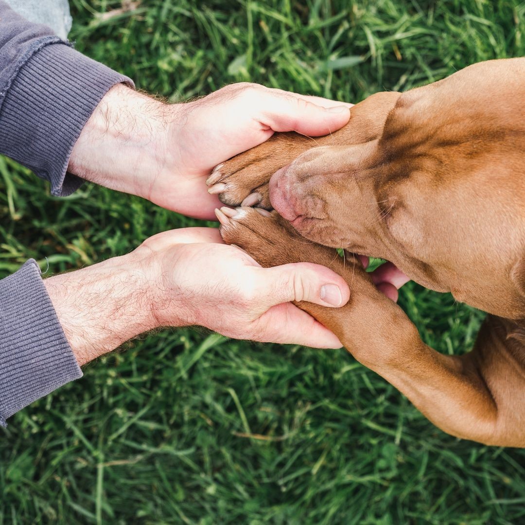Person holding dog's paws