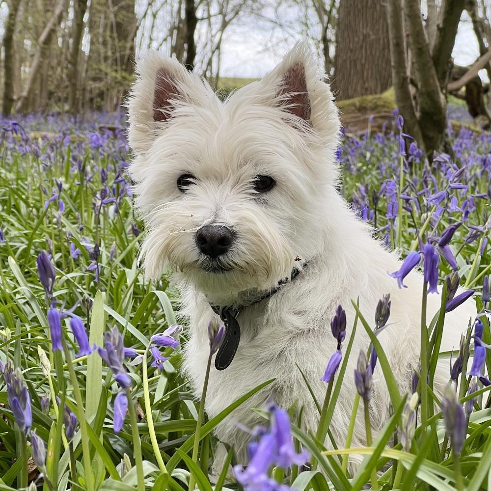 West Highland White Terrier