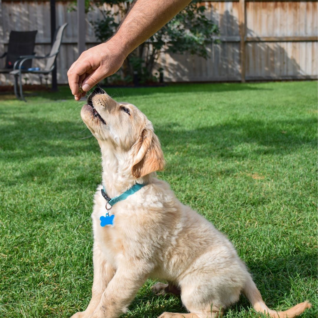 Labrador puppy receiving treat