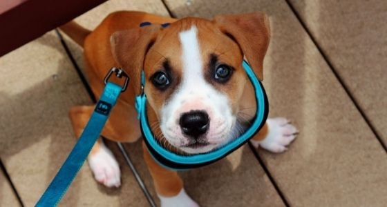 A puppy with a blue leash
