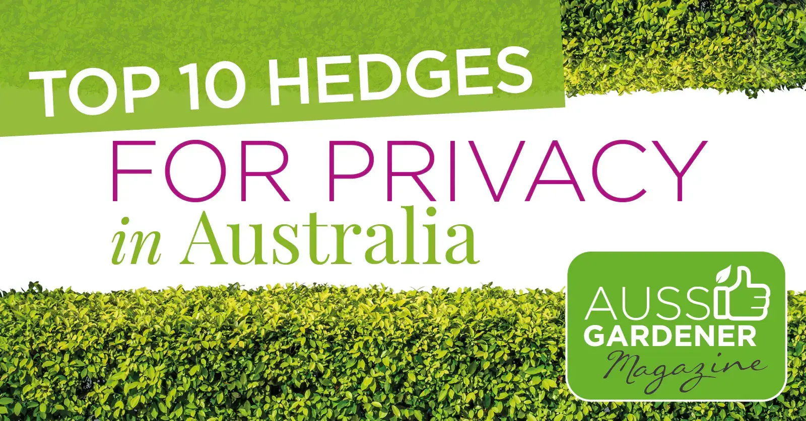 Page banner on Top 10 Hedges For Privacy in Australia blog