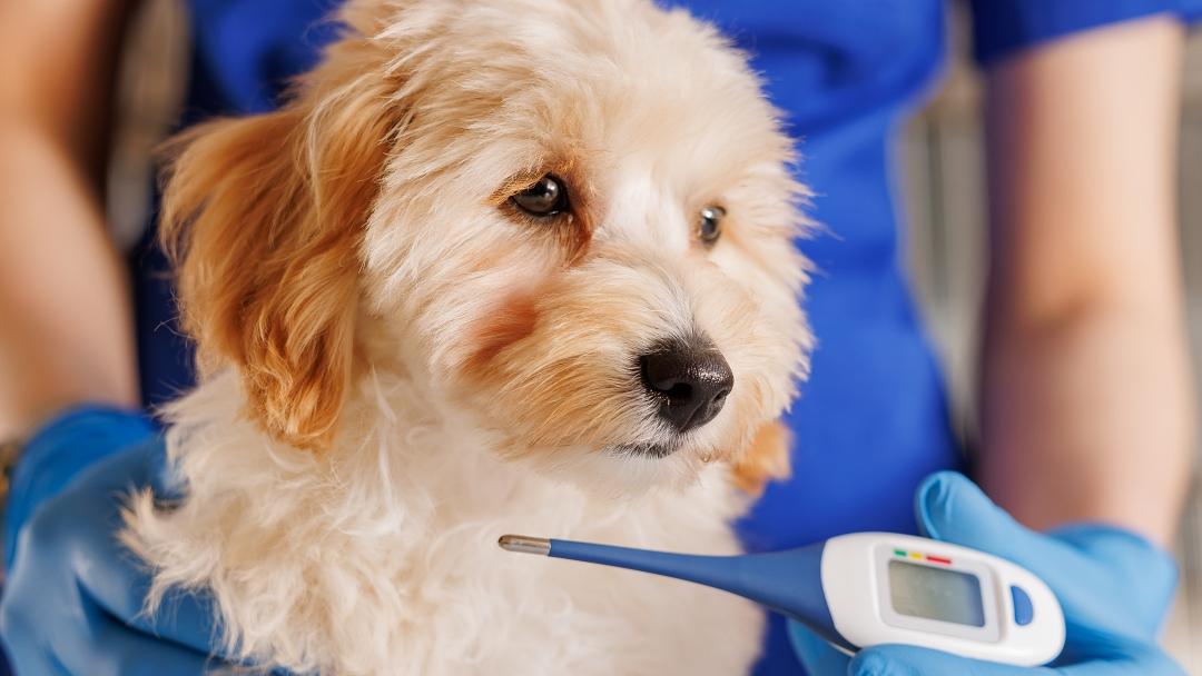 The veterinarian examines the dog and takes the temperature