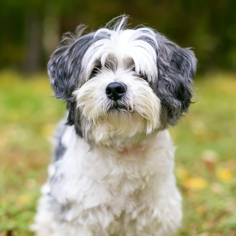 Close up of a Havanese Dog