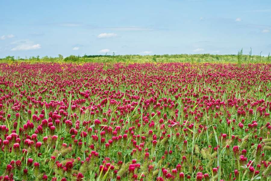 Crimson clover can be a helpful plant to use in crop rotation