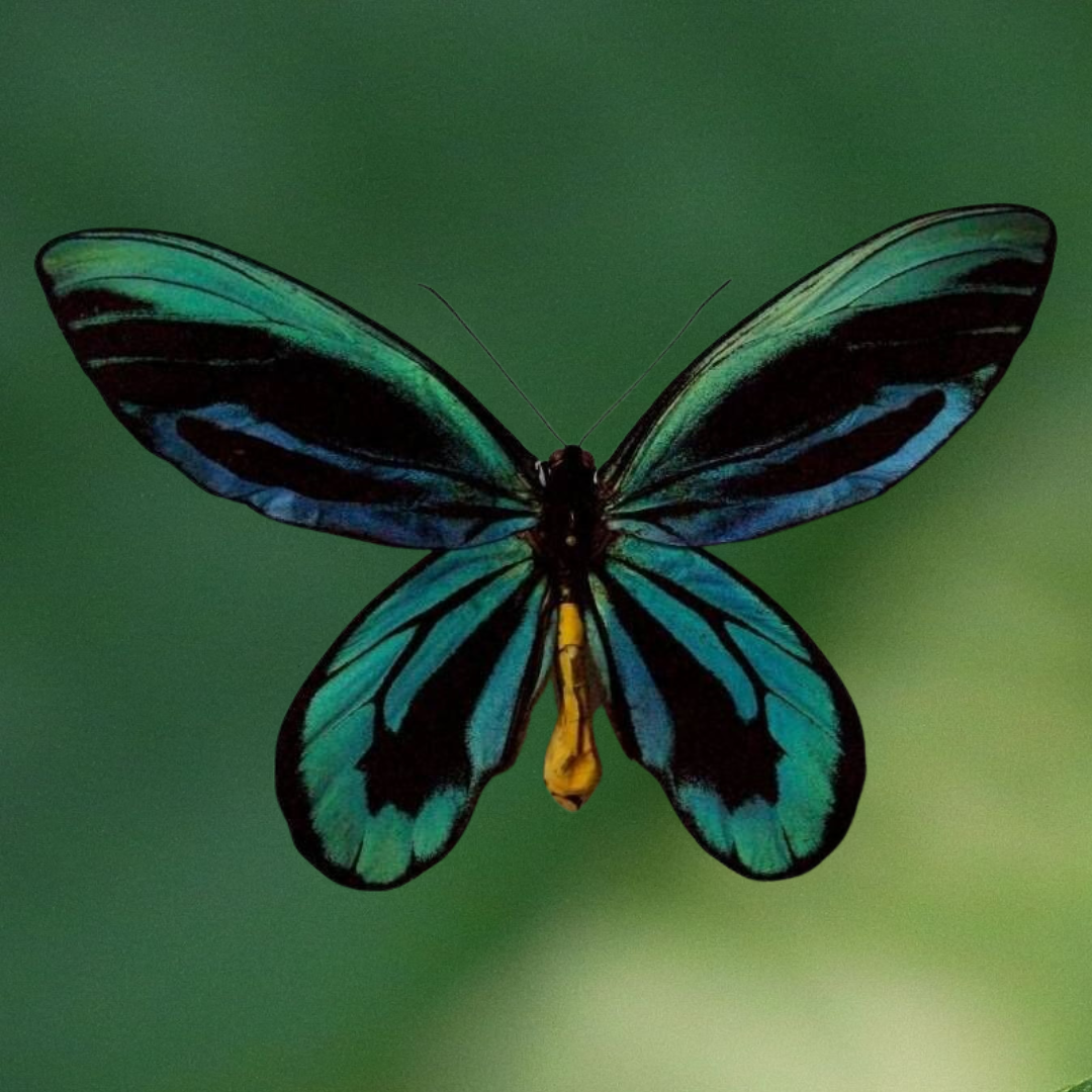 Queen Alexandra Butterly
