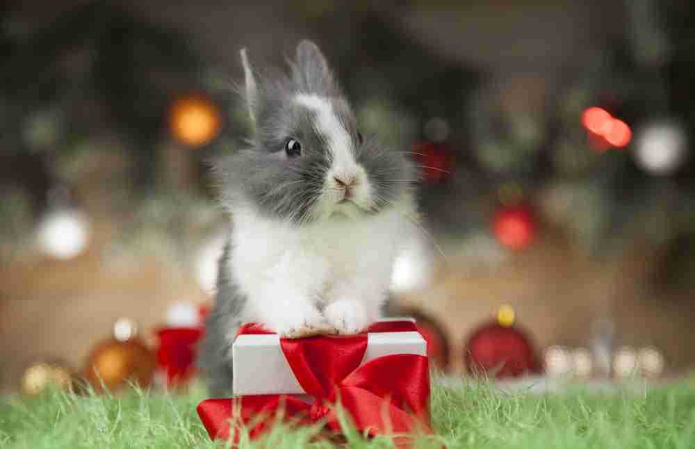 bunny on a Christmas present 