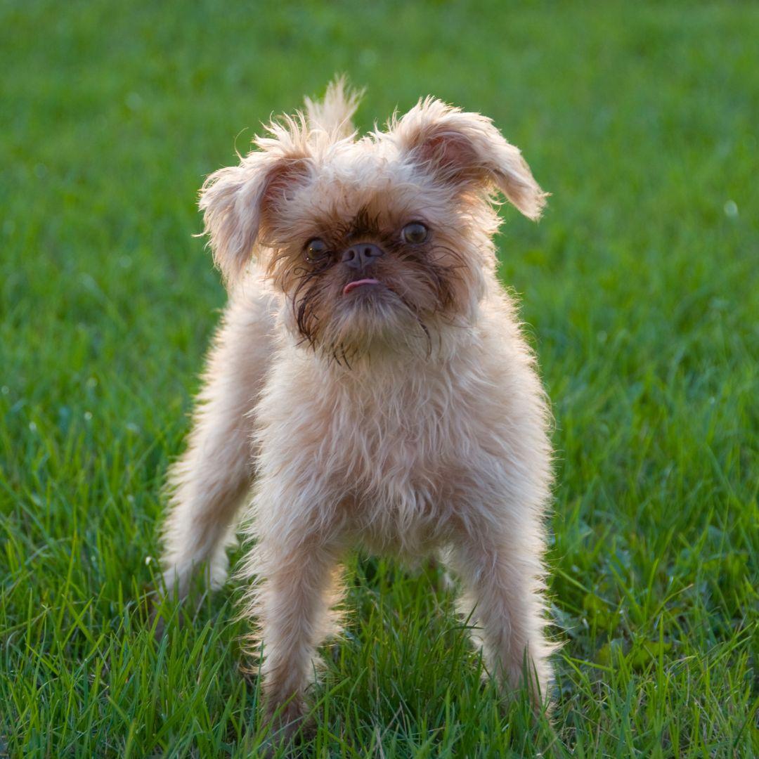 Brussels Griffon puppy