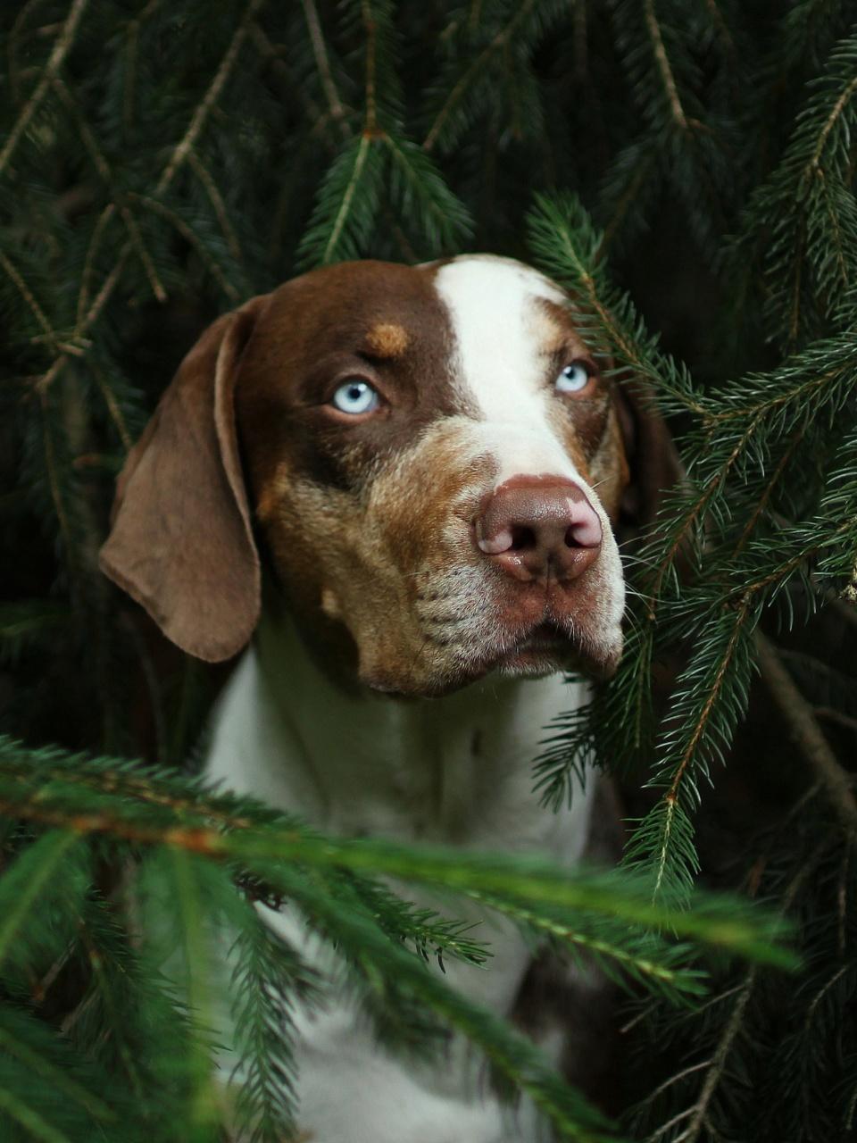 Portrait of catahoula leopard dog head. He is hidden among the branches