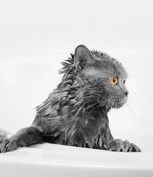 handing cat behavior during bath time