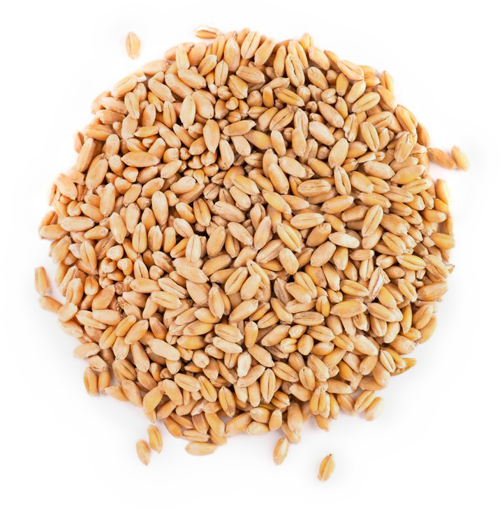 Wheat