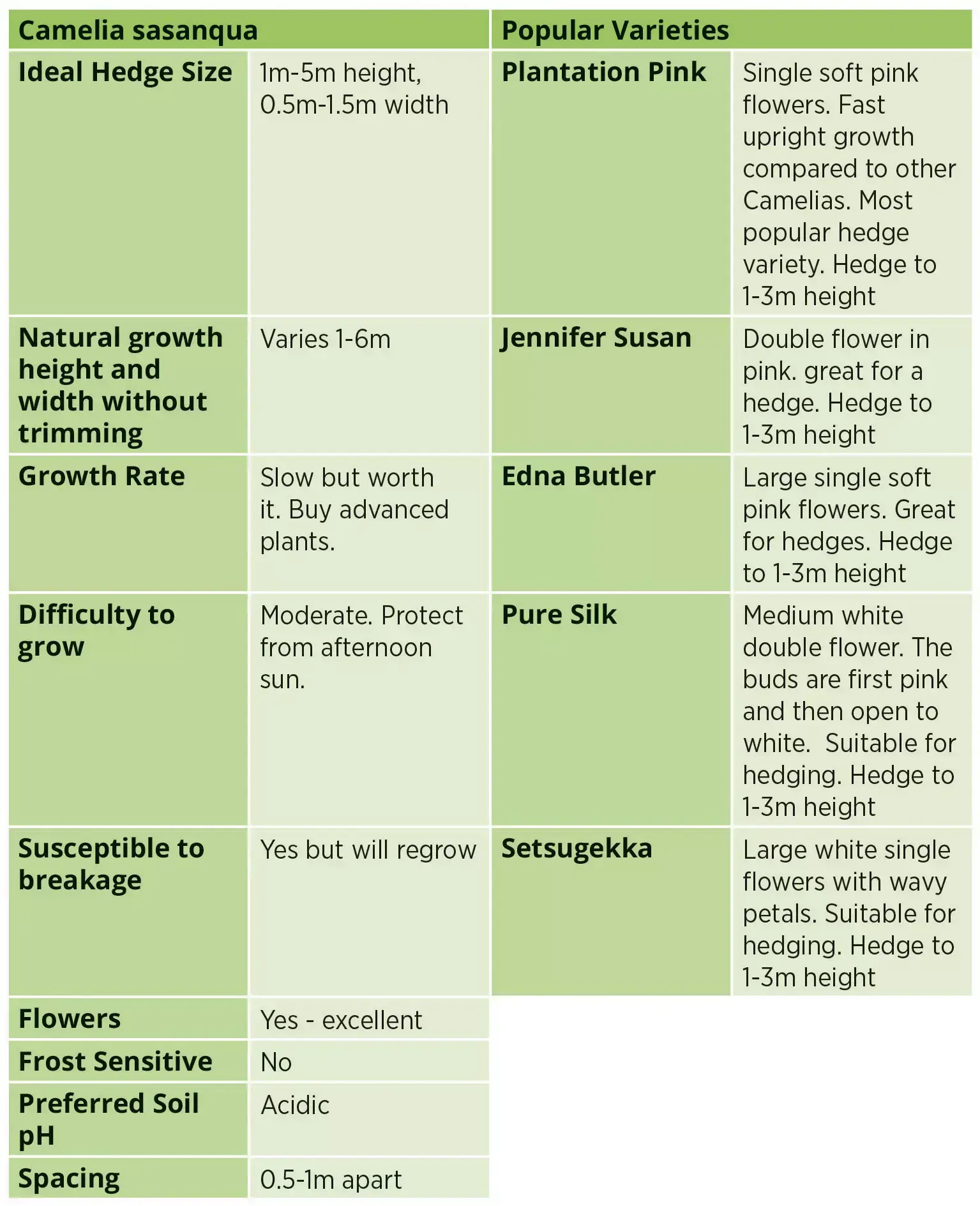 Camellia sasanqua hedge guide table showing ideal size, growth rate, care needs, spacing, and popular flowering varieties.