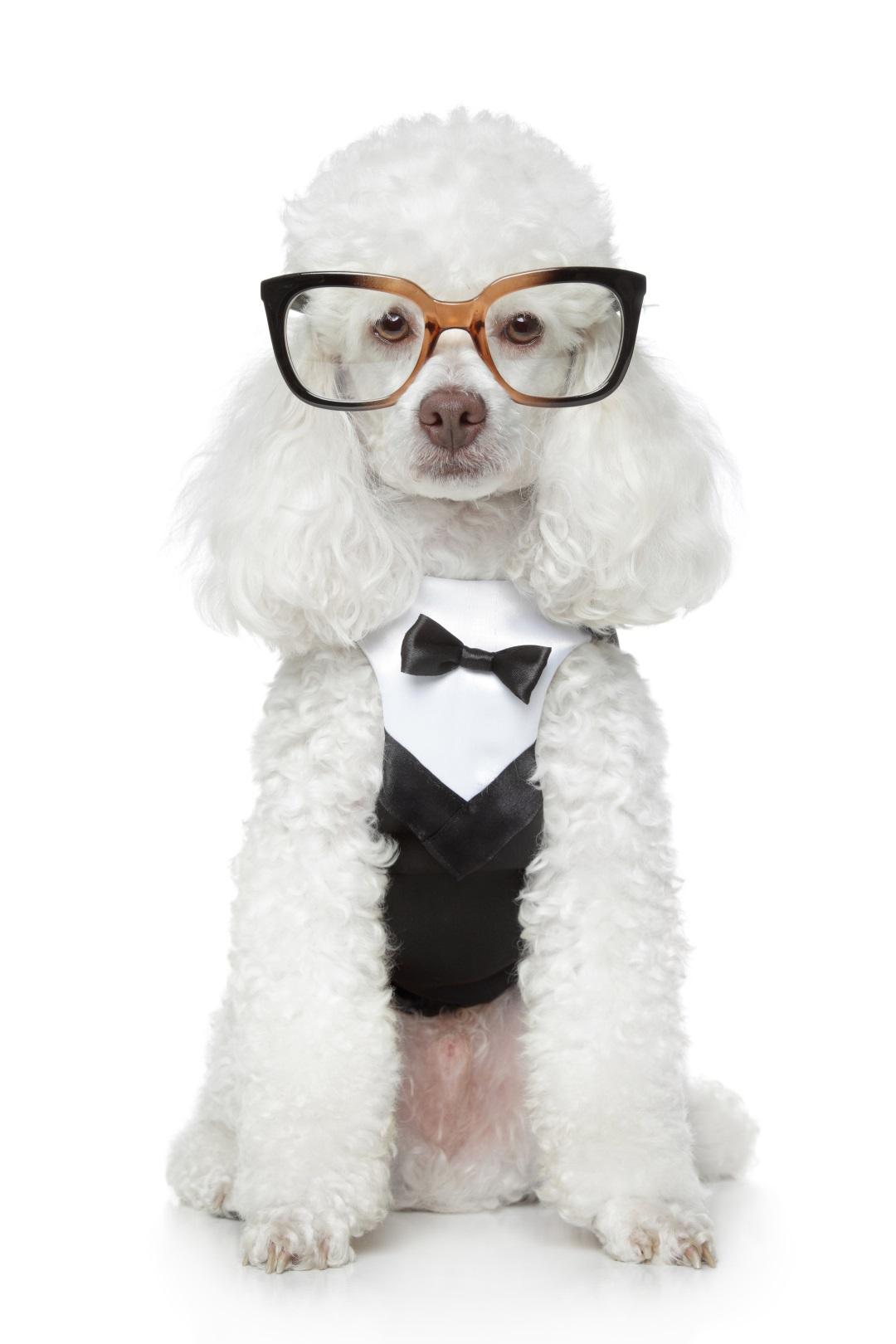 Funny Toy Poodle in a tuxedo and glasses
