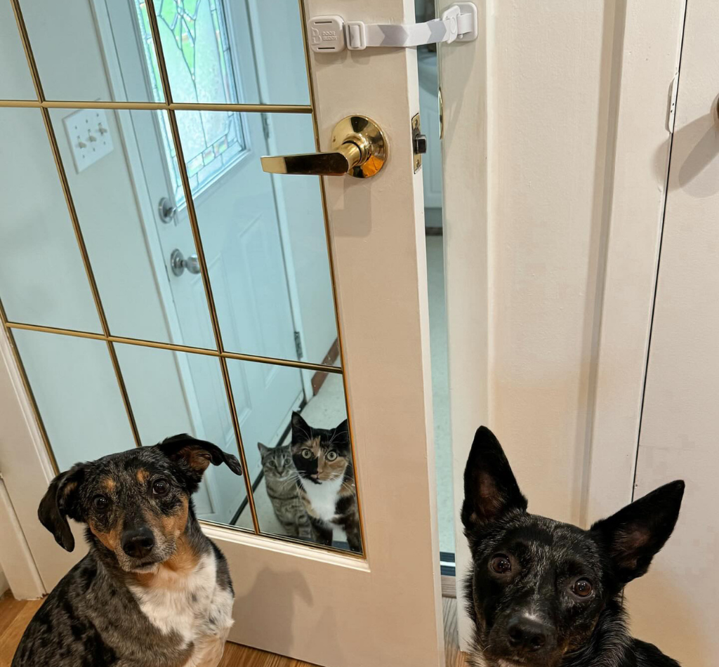 Two dogs sit outside a partially open glass door that is secured by The Door Buddy door strap. The adjustable strap keeps the door open just enough for cats to pass through while helping keep dogs out of the room.