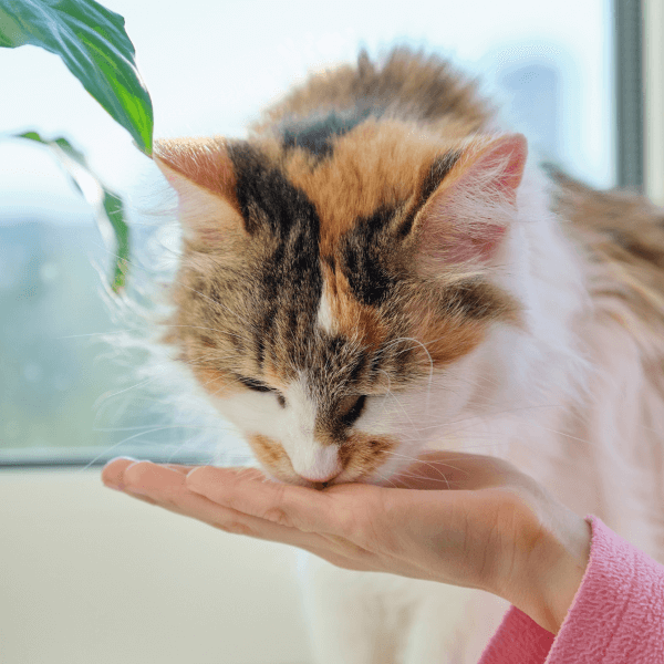 The Door Buddy - Human Food Poisonous for Cats