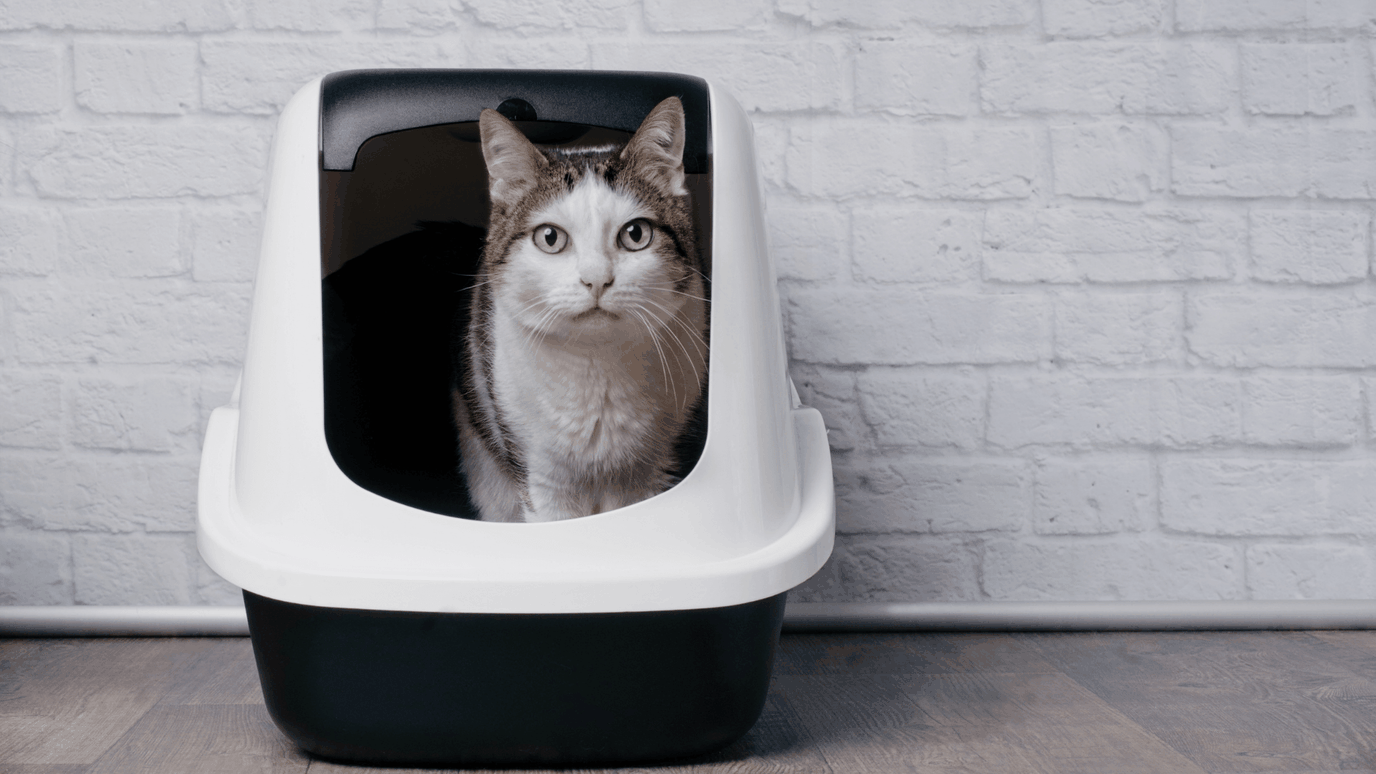 How to Keep Dog Out of Litter Box Door Buddy