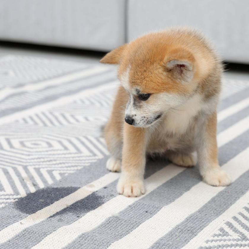 Why does my dog pee on carpet and How to stop It Potty Buddy Potty