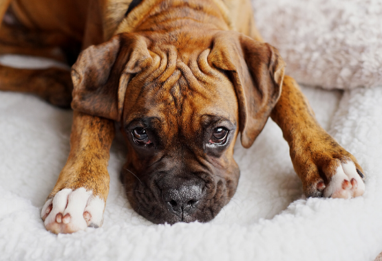 can leaky gut in dog cause ear infection