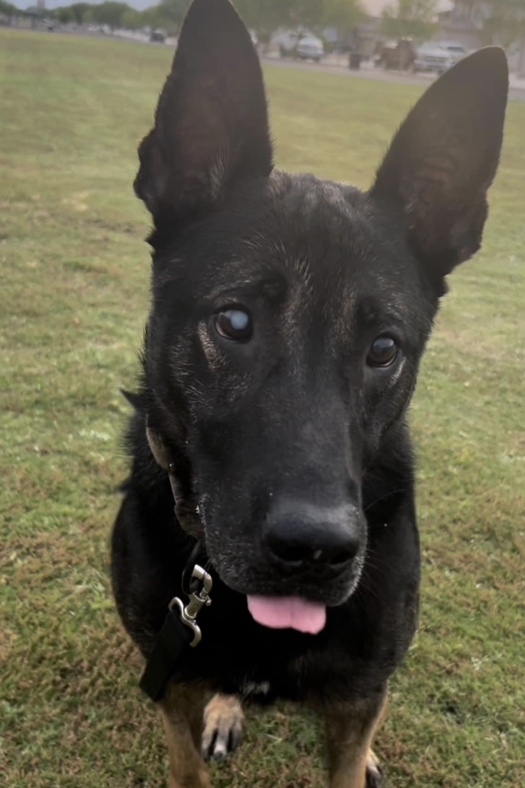 mwd blues