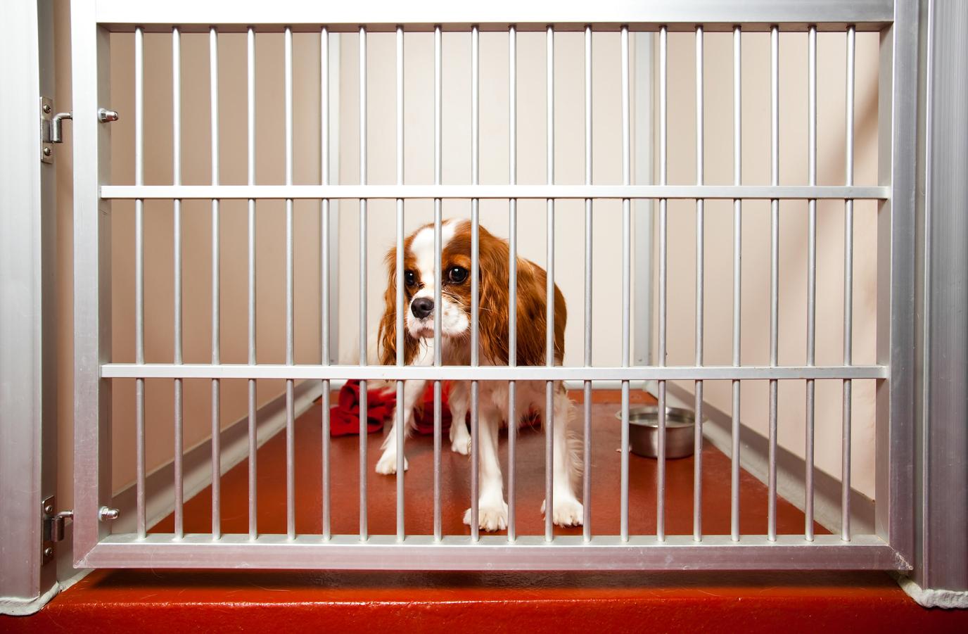 Features of a Good Dog Daycare 4Knines®