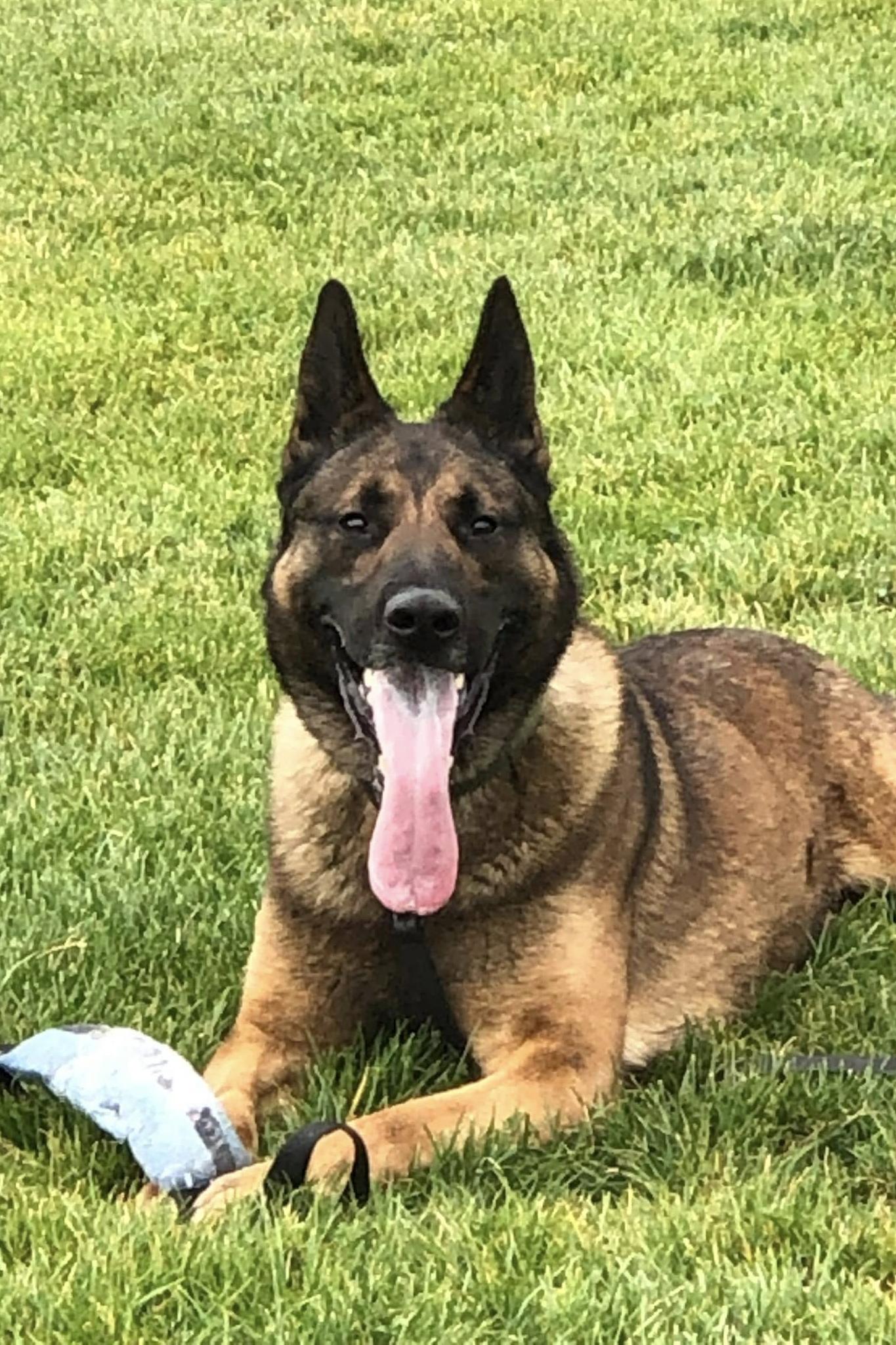 k9 fury in the grass