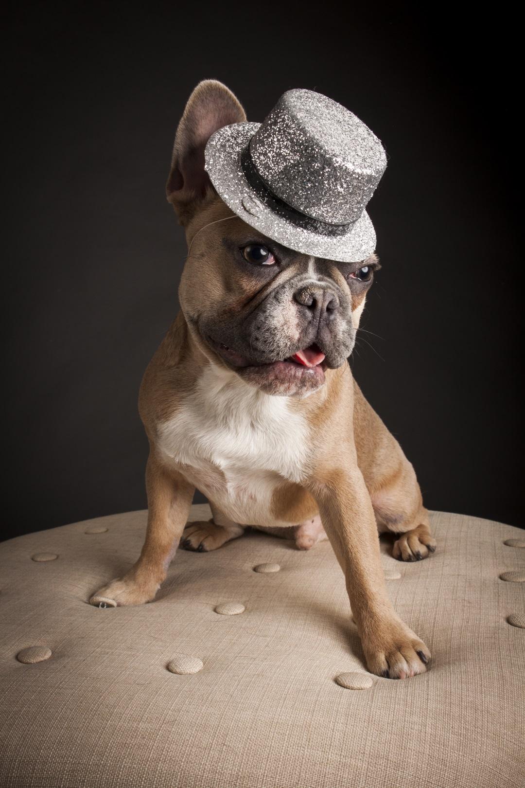 French Bull Dog in a Top Hat