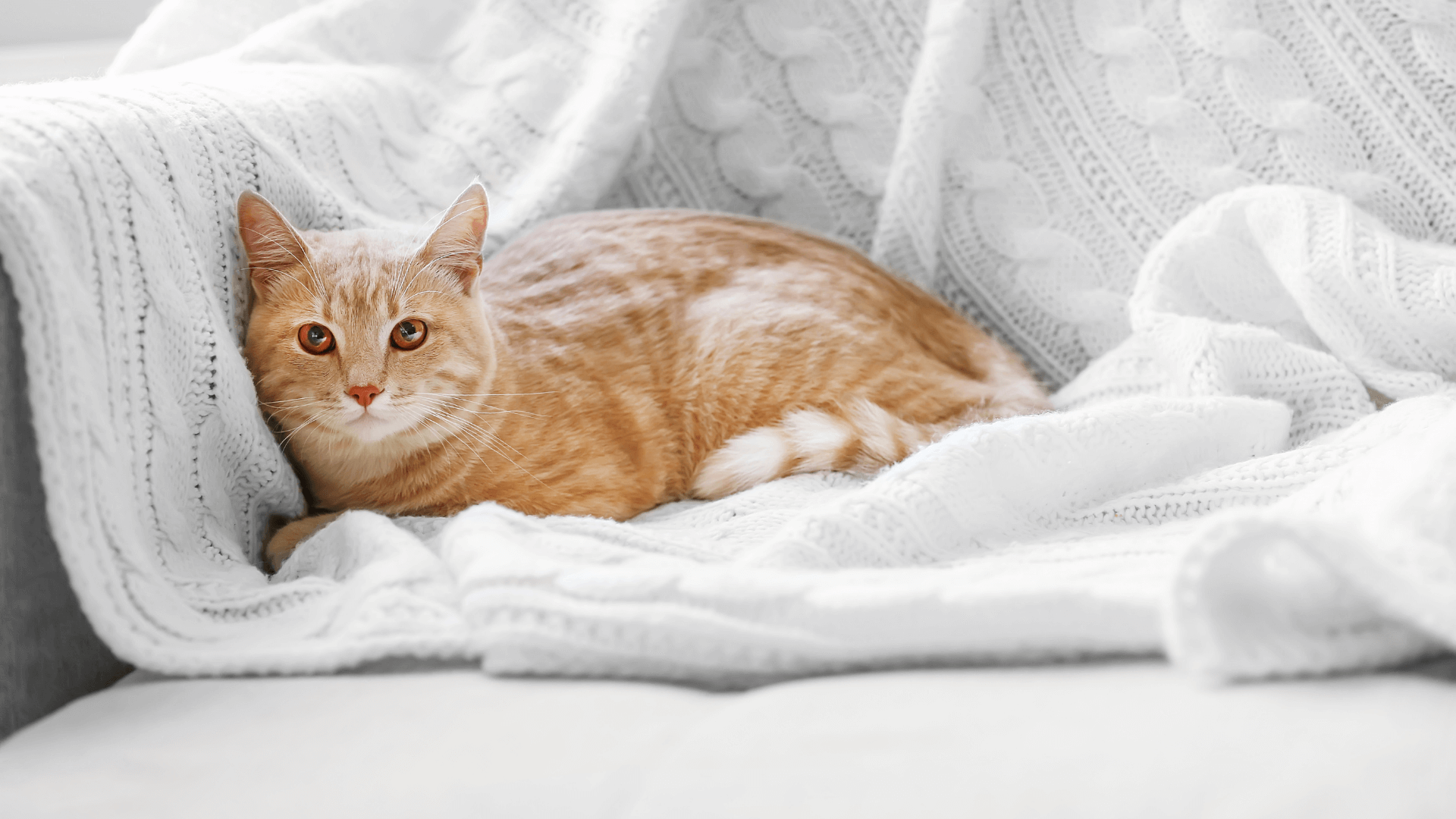 Door Buddy - dog proof litter box alternatives