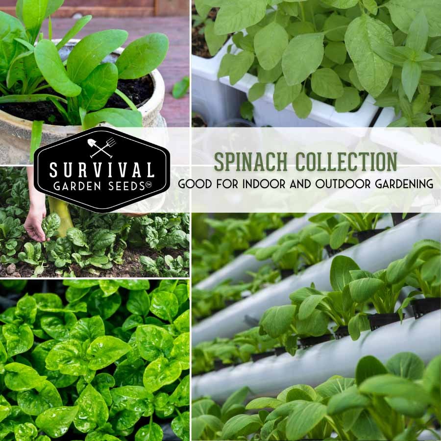 Spinach Seed Collection