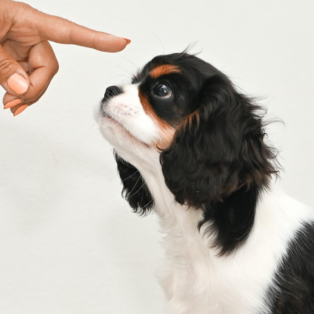 Cute Cavalier King Charles Spaniel puppy with black and white fur sitting on a white floor, looking up at a pointing finger with curiosity.