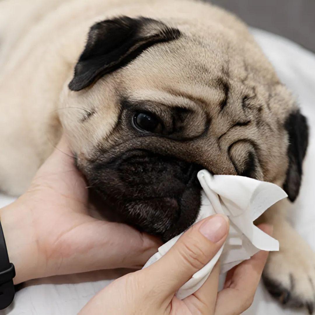 Cleaning dirt from pug face