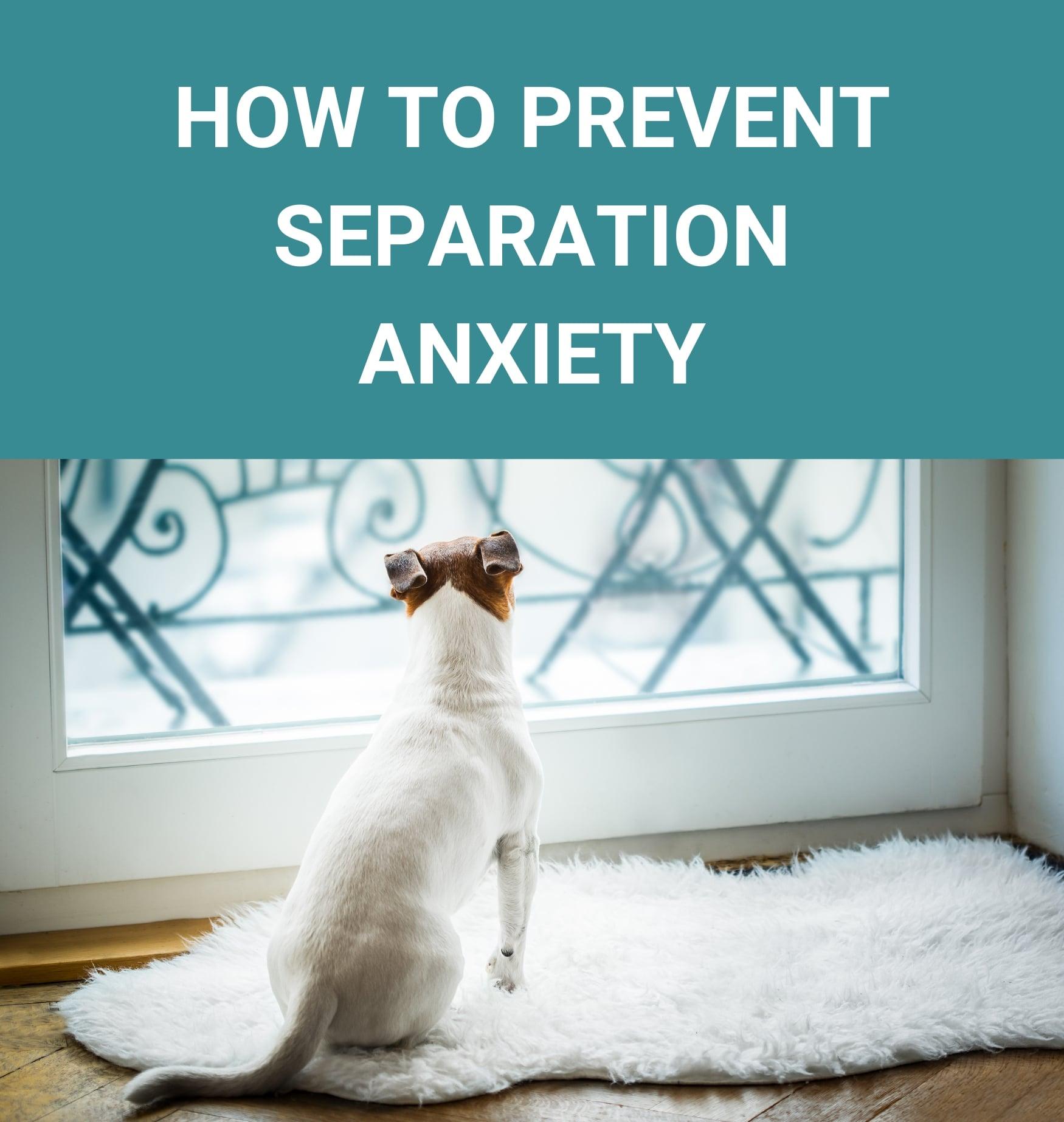 How to Prevent Separation Anxiety Separation Training For Dogs