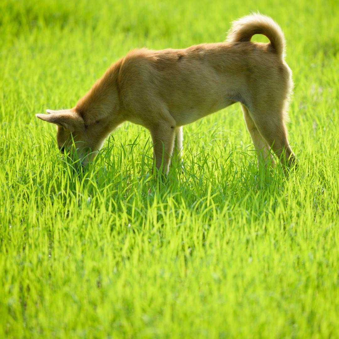 Dog sniffing at grass