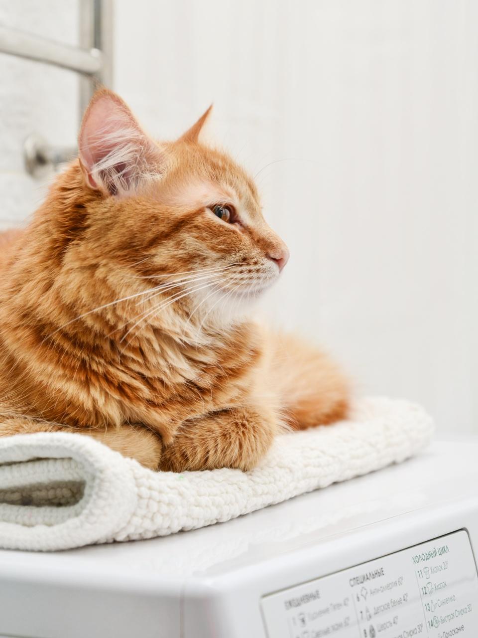 An orange cat lounges peacefully on a soft towel atop a washing machine.