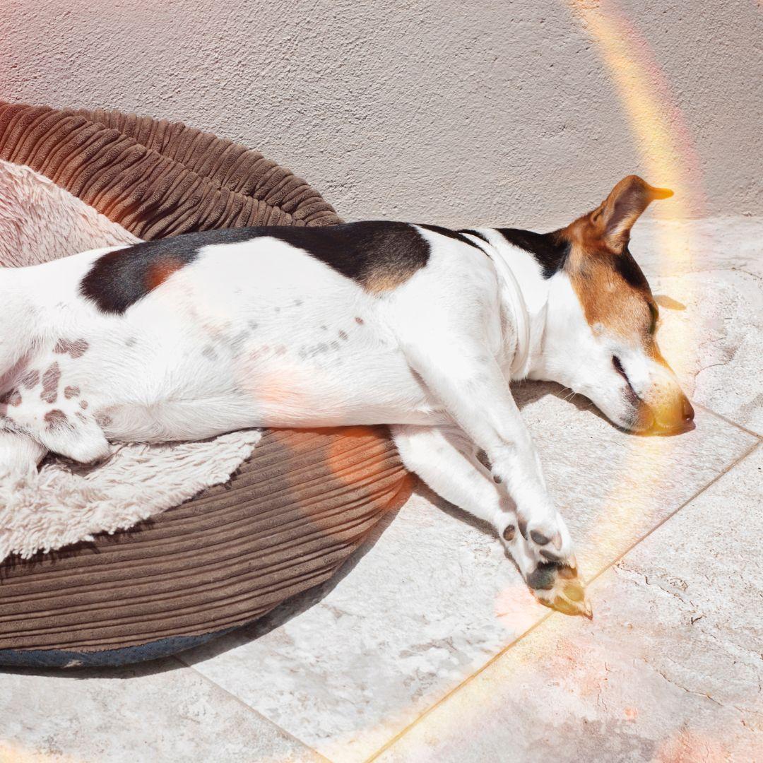 Terrier asleep on bed