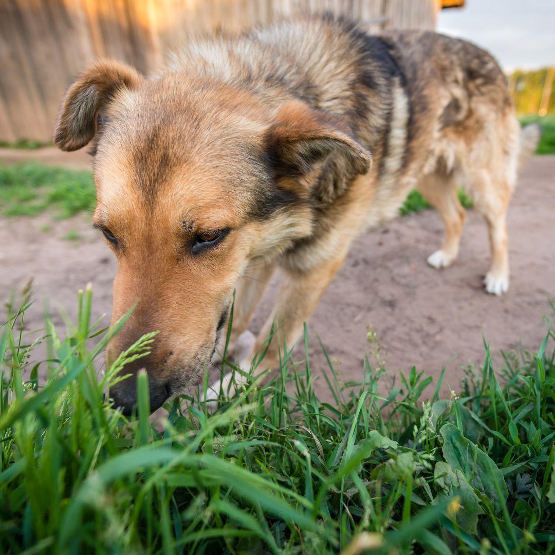 Dog is eating grass