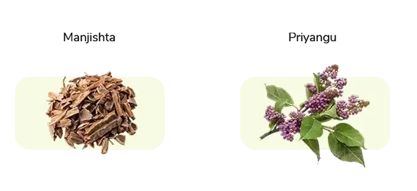 Manjishta, Priyangu - Indian herbs