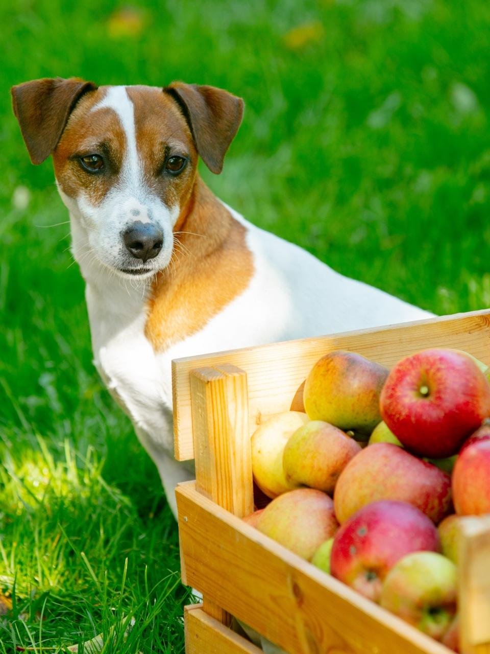 dog next to basket with apples on green grass in the garden