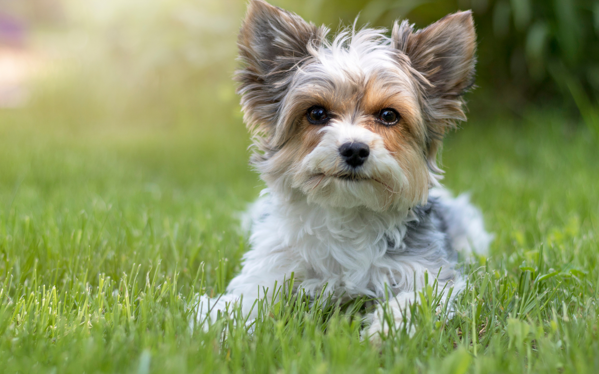 Biewer puppy on the grass