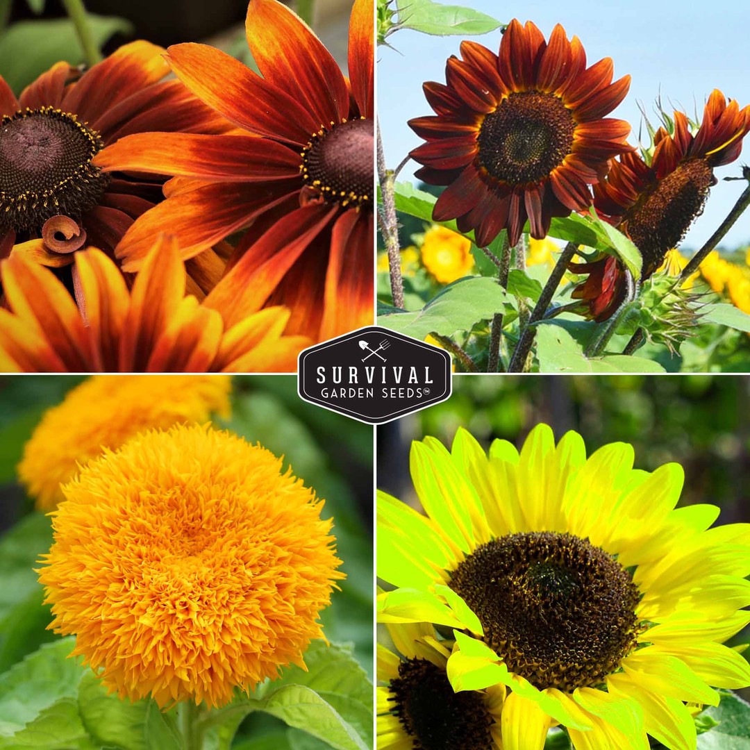4 colorful varieties of sunflowers