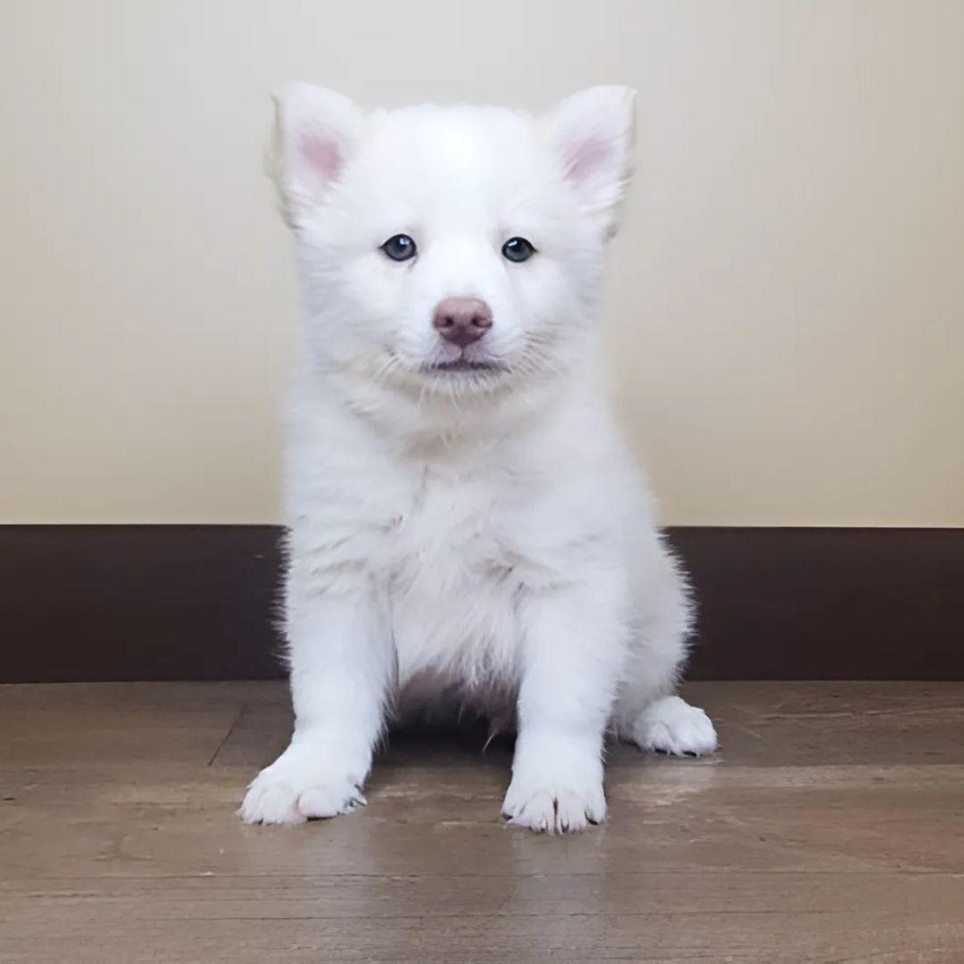 Pomsky puppy