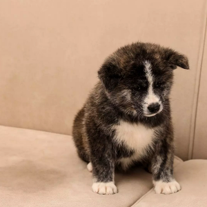 How to Clean Dog Urine From Couch