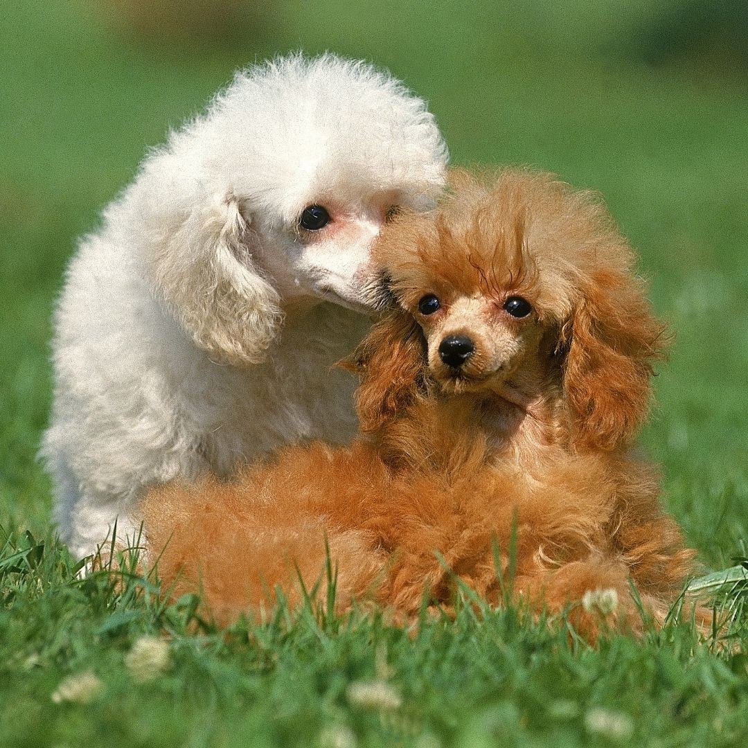 Two Toy Poodles
