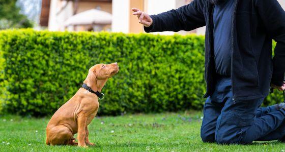 Man holding out treat to puppy