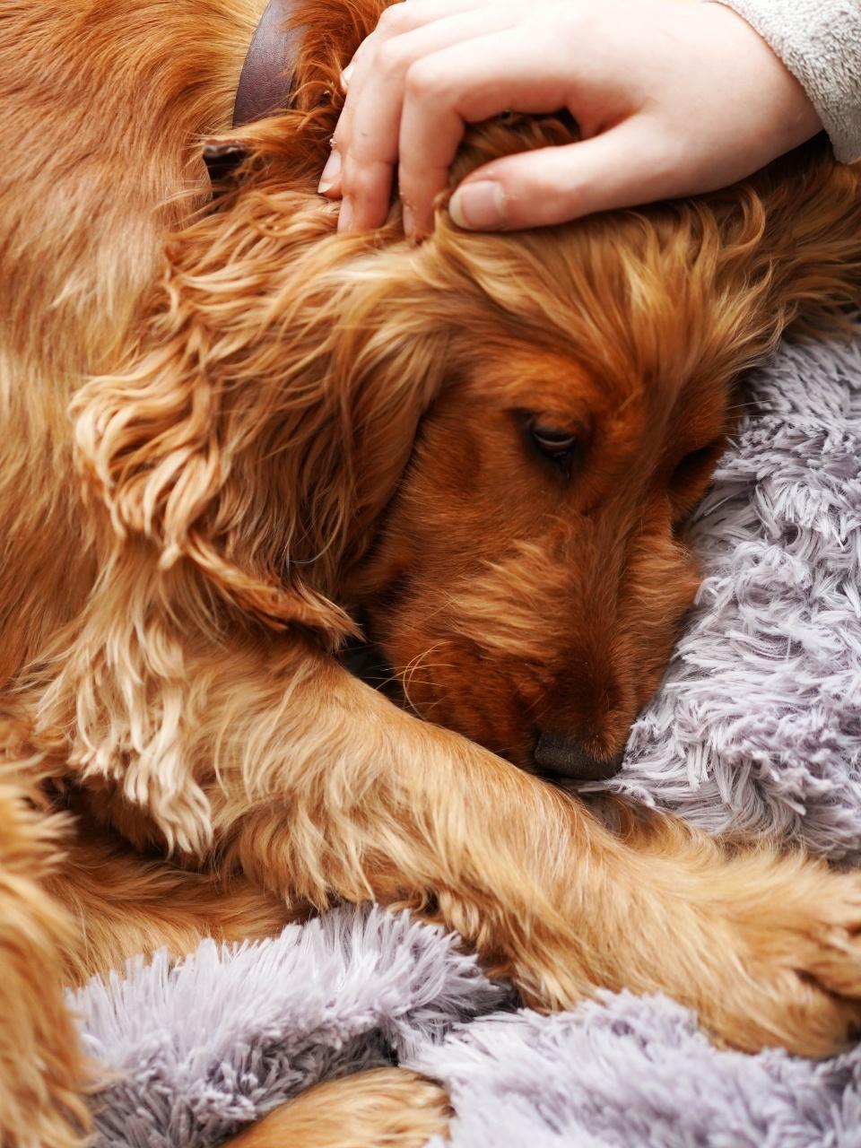 A girl strokes a sad dog.