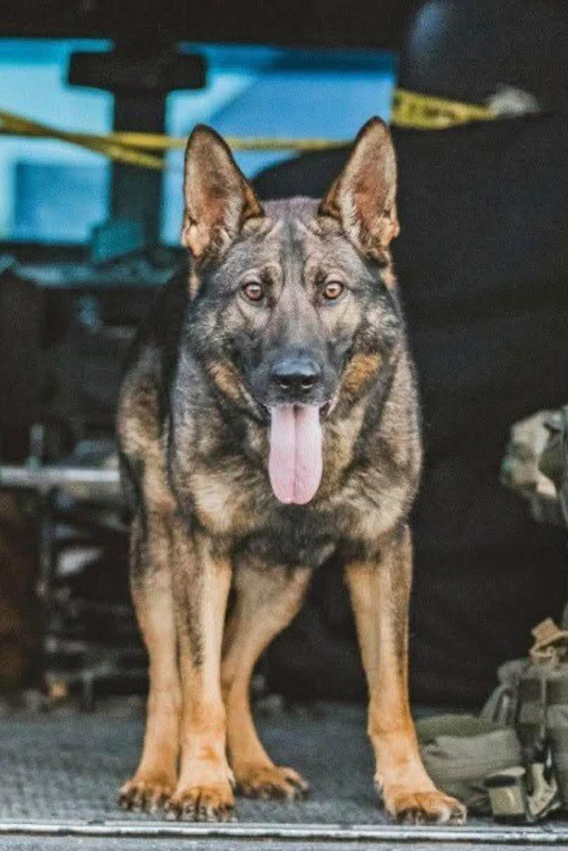 k9 tango